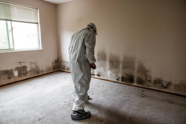 Trusted Oakland, PA Mold Removal Experts